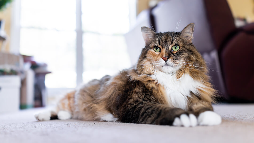Cat's Incredibly Long Meow Viewed 38 Million Times: 'He Will Be Heard