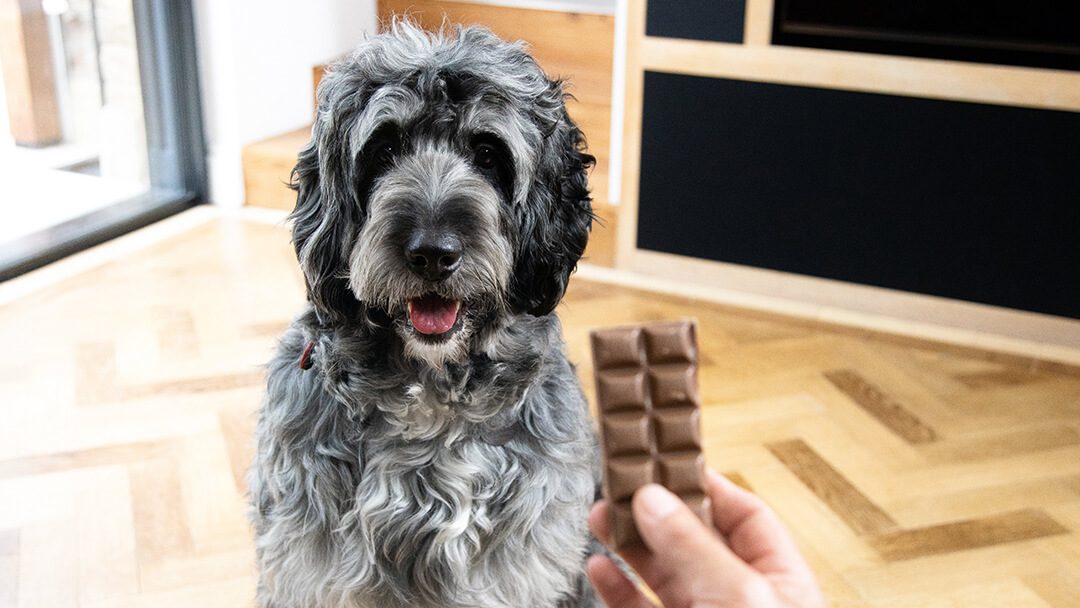 what happens if my dog eats a piece of chocolate