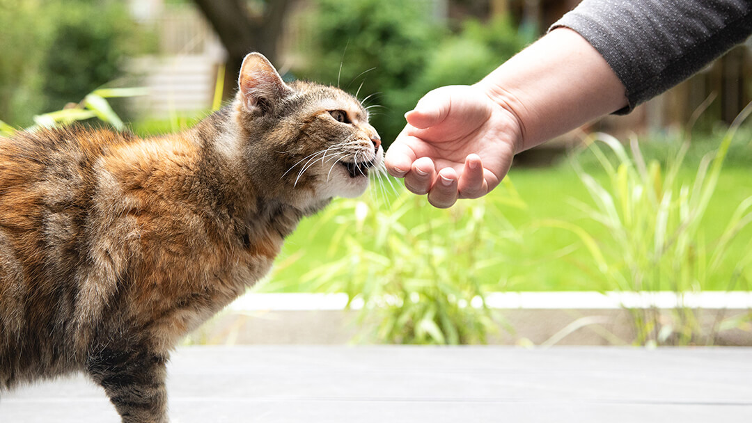 Cat Training: Loading the clicker – maueyes