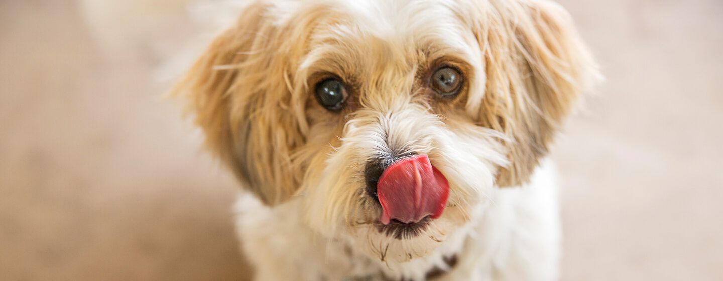 Why do dogs lick you? And Are Dog Licks Really Kisses?