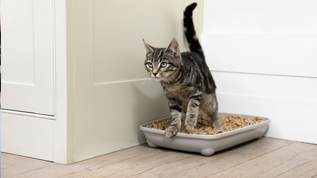 Training Your Kitten to Use the Litter Box