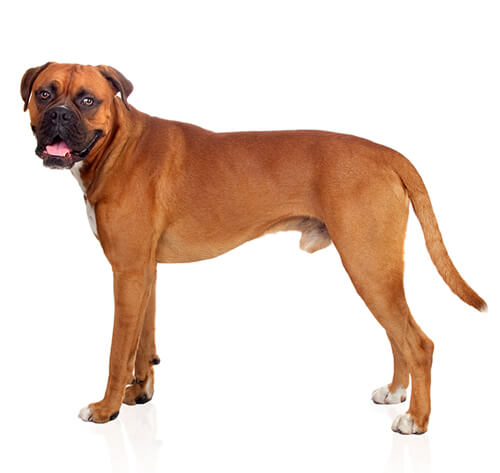 Boxer Breed: 5 Ultimate Secrets of the Boxer Breed