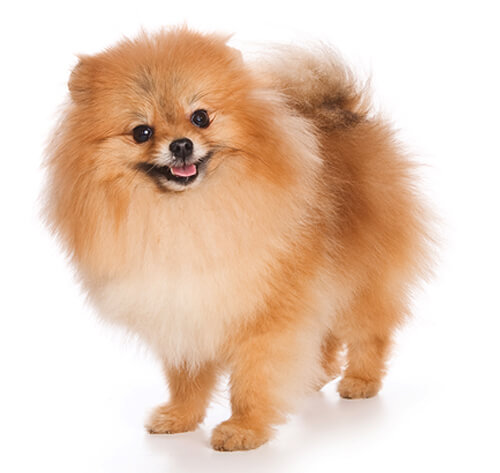 standard german spitz