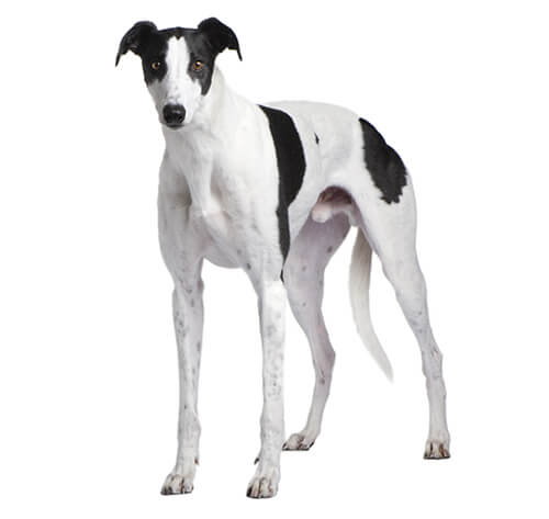 what type of dog is greyhound