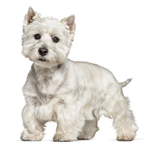 West Highland White Terrier Dog Breed Information Purina pic image