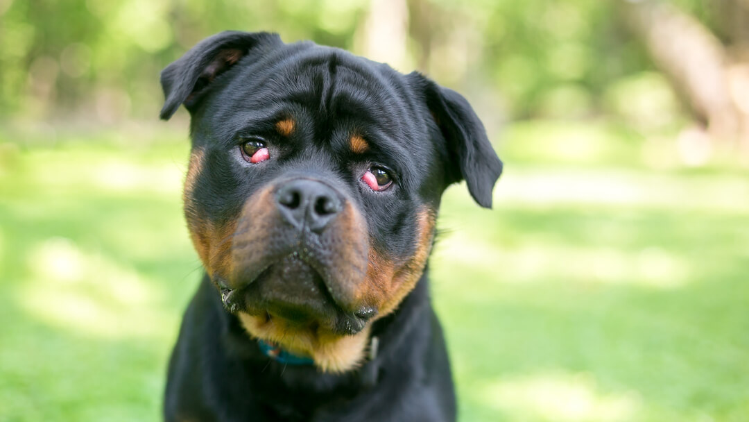 can you prevent cherry eye in dogs