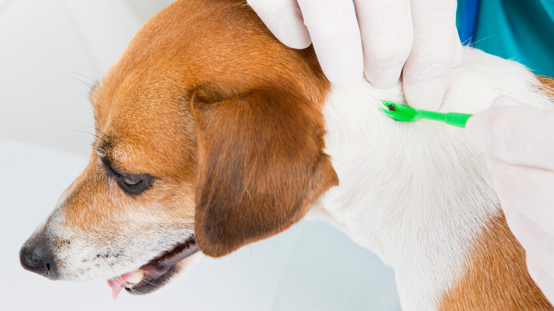 what are the first signs of lyme disease in dogs