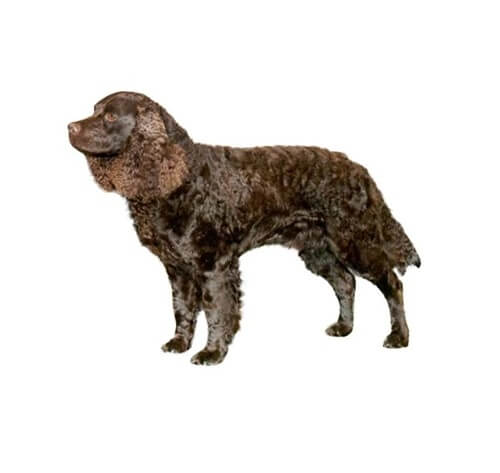 are american water spaniels rare