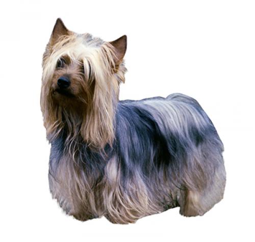 how much should a silky terrier eat