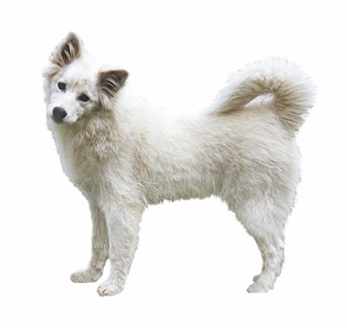 are canadian eskimo dog hypoallergenic