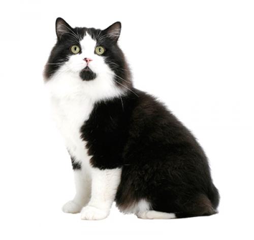 Cymric: Cat Breed Profile, Characteristics Care, 59% OFF