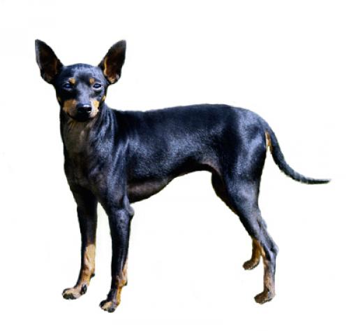 English Toy Terrier Black Tan Dog Breed Purina