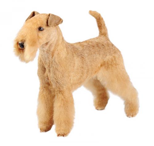 are lakeland terriers related to terriers