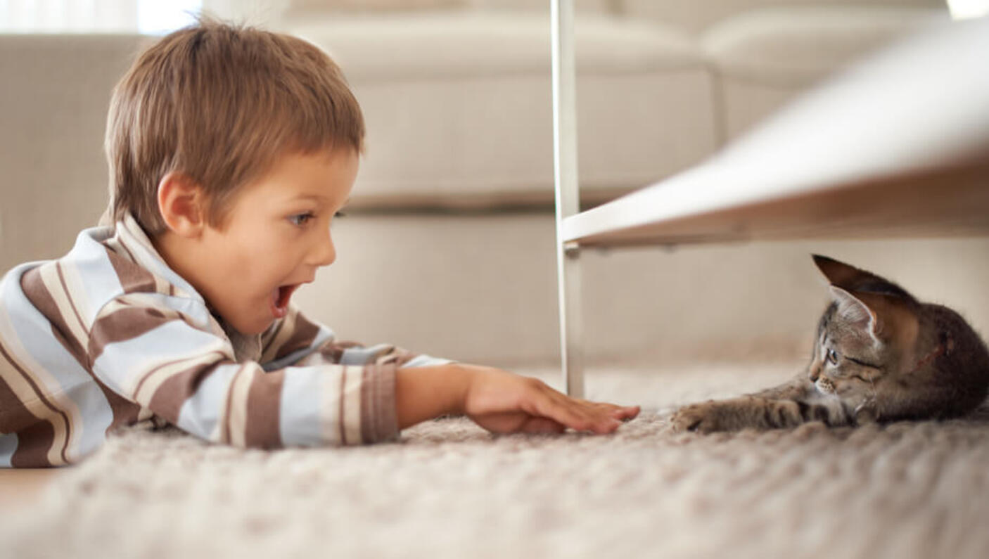 Dark furred kitten hiding under a shelf, playing with young boy