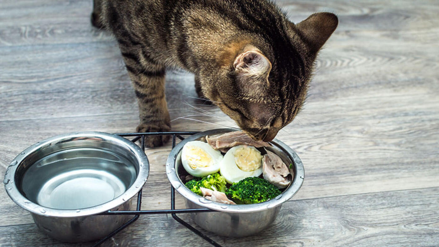 Cat eats vegetables, egg and chicken on the kitchen floor