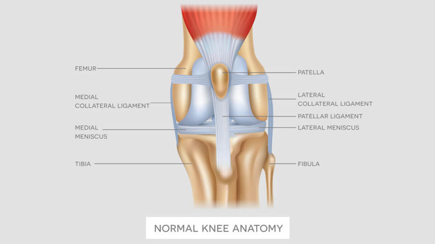 Dog`s knee anatomy