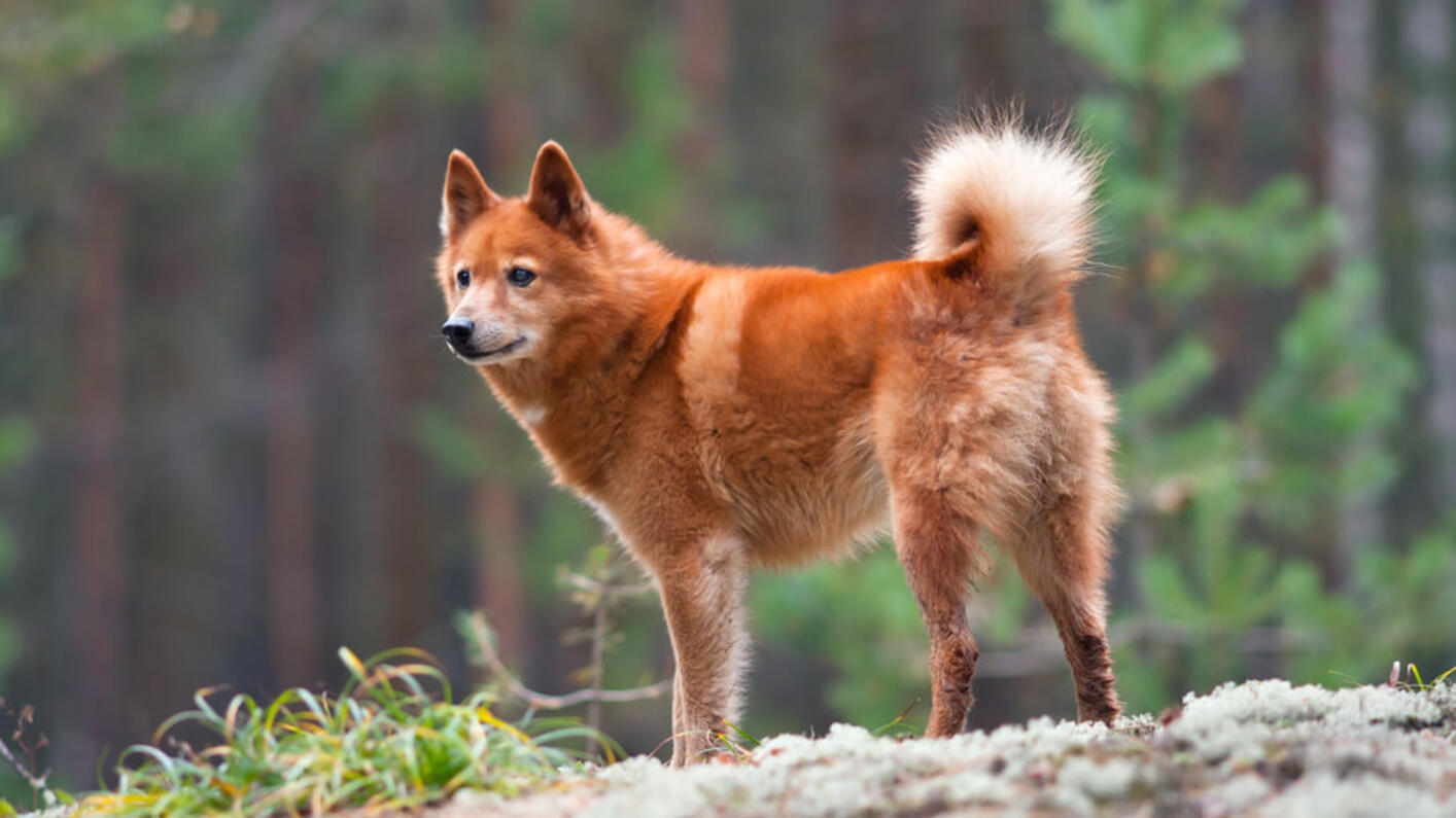 Finnish Spitz in the forest