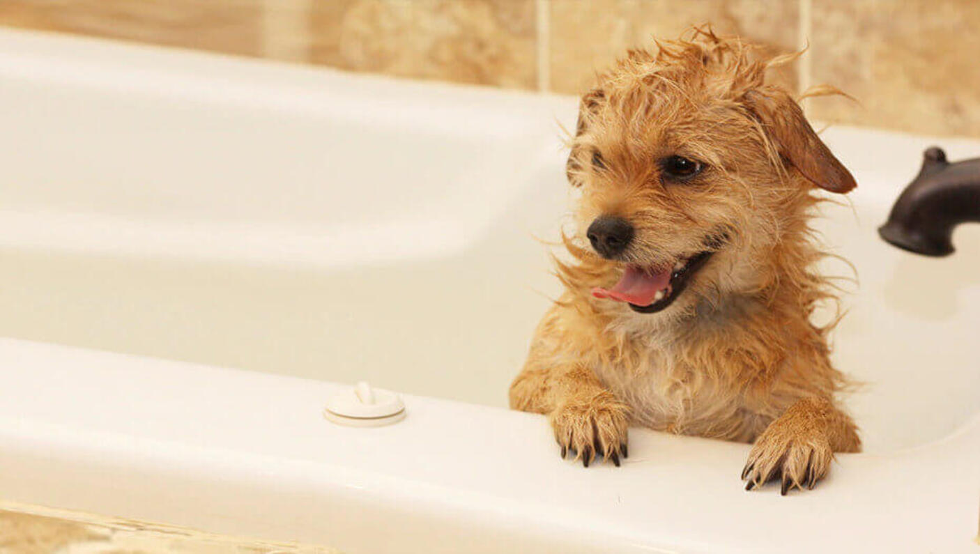 Washing your puppy