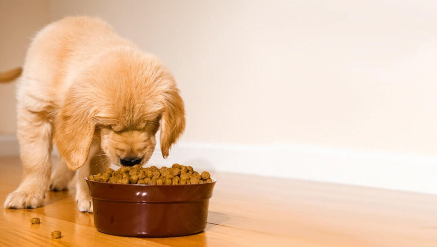 feeding puppies 2