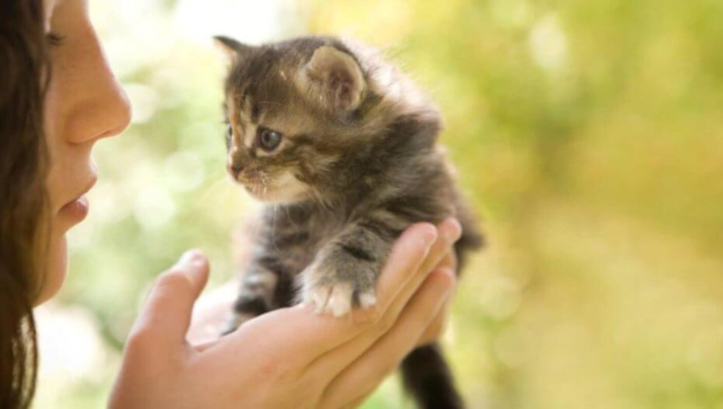 kitten care 2