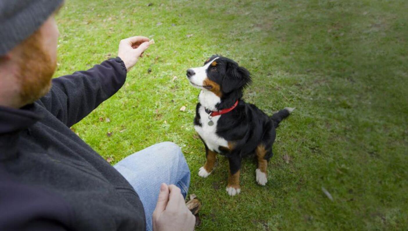 training dog 1