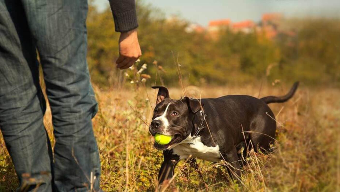 training dog 2