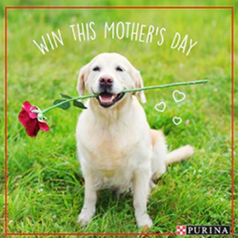 Mothers-Day-Comp