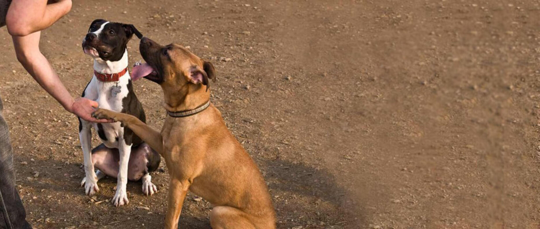 Man asking dog to give his hand