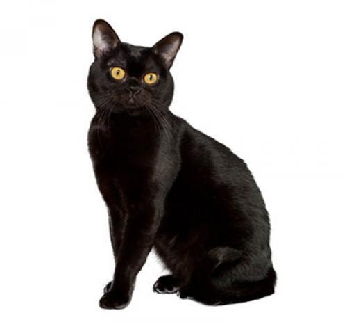 Cat Breeds - Cat Breed Library  Purina