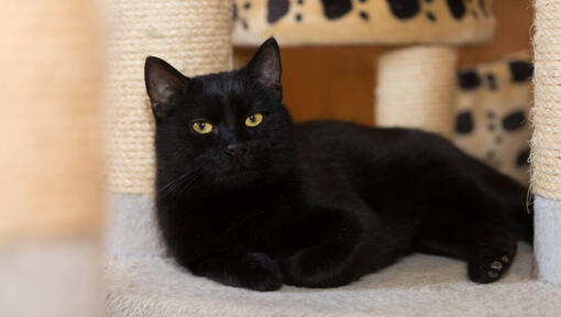 Short haired store black cat breed