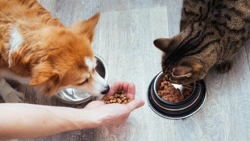 is it okay if cats eat dog food