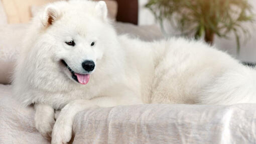 White dog hot sale smiling