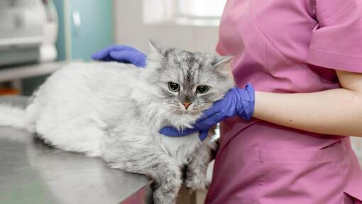 Cat Seizures in Older Cats Symptoms Treatment Purina