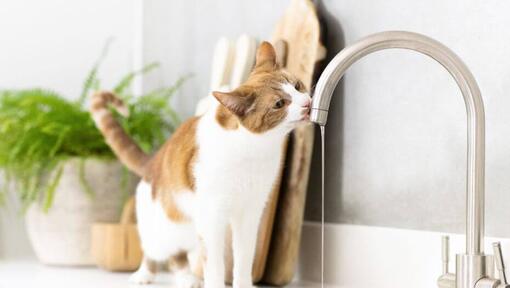 Untippable cat water outlet bowl