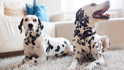 Dalmatian 2024 apartment dog