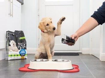 WeatherTech's Feeding System Improves Mealtime for Pets
