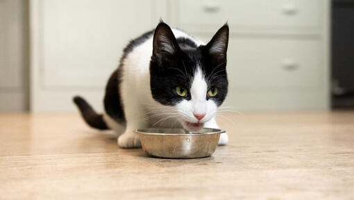 feeding elderly cats