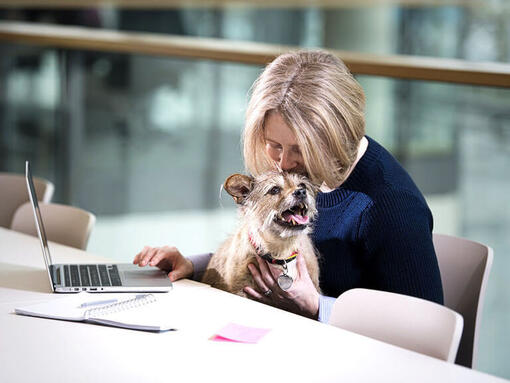 Terrier sat on woman's lap as she works on laptop