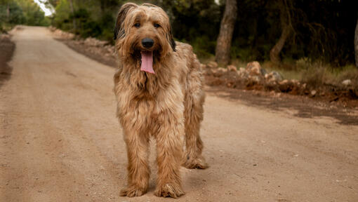 Briard clearance