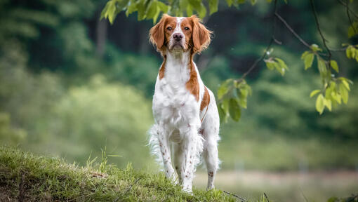 Brittany sales spaniel hypoallergenic