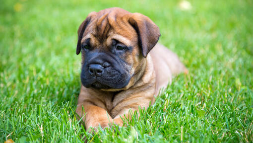 Bullmastiff Dog Breed Information Purina