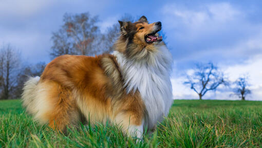 large collie