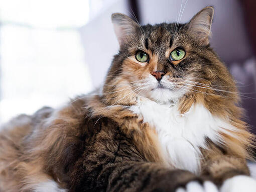 maine coon purina