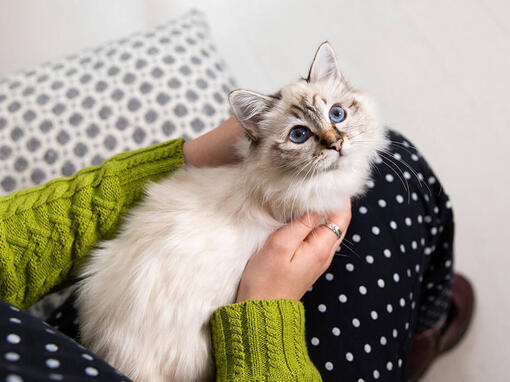 Burmese best sale chinchilla cat