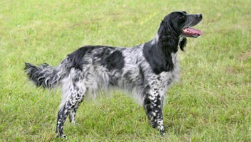 large munsterlander dog