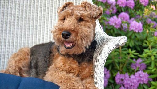 pedigree welsh terrier puppies for sale