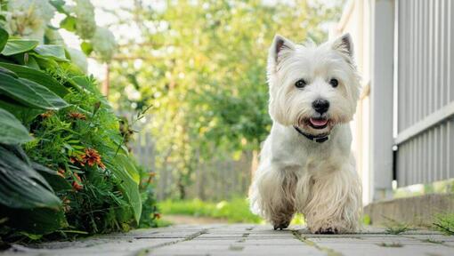 West Highland White Terrier Dog Breed Information Purina