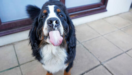 Can dogs clearance eat cheese