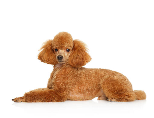 miniature poodles as pets