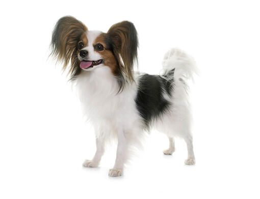 small dog breeds papillon